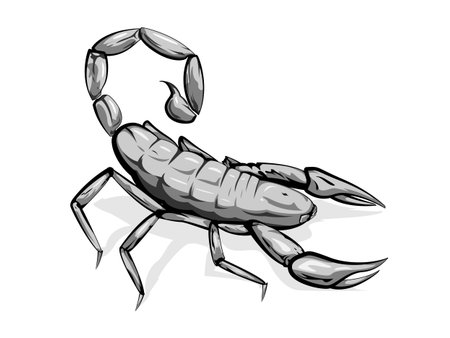 Realistic scorpion in grayscale, isolatedのイラスト素材