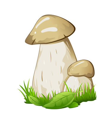 Two boletus mashrooms in green grass with small leaves, isolatedのイラスト素材