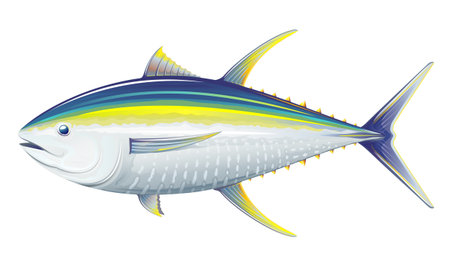 Yellowfin tuna, realistic sea fish illustration on white backgroundのイラスト素材