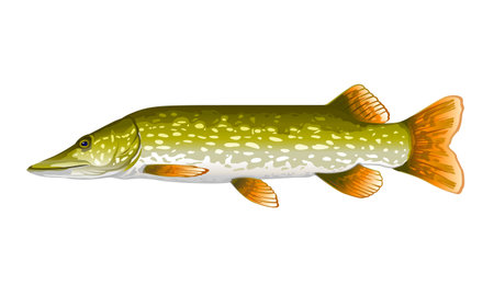 Pike fish realistic illustration, isolated on whiteのイラスト素材