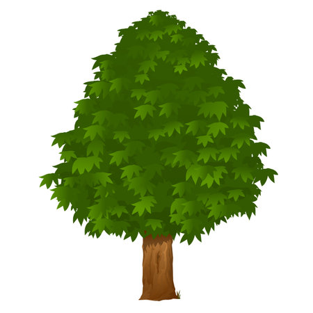 Chestnut tree with green leaves, isolated on whiteのイラスト素材