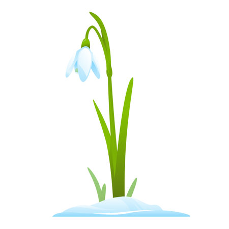 Single snowdrop in snow, first spring flowers, isolatedのイラスト素材