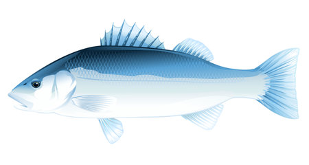 One Sea bass fish in side view, high quality illustration of sea fish, realistic sea fish illustration on white backgroundのイラスト素材