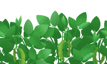Green soybean plants with pods tileable horizontally isolated on white, genetically modified plant illustration backgroundのイラスト素材