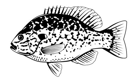 One pumpkinseed sunfish in side view with big fins and with spots in black and white color, isolatedのイラスト素材