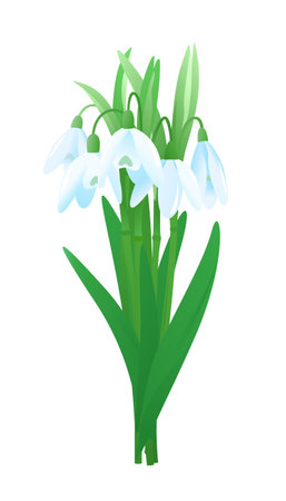 bouquet of snowdrop flowers isolated on white, first spring flowers illustrationのイラスト素材