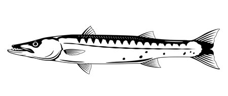 One barracuda fish l in side view in black and white color, isolatedのイラスト素材
