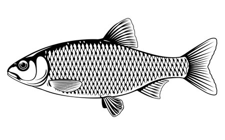 Realistic roach fish in black and white isolated illustration, one freshwater fish on side viewのイラスト素材