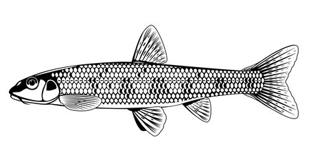 Realistic gudgeon fish in black and white isolated illustration, one freshwater fish on side view, small spotted bottom-dwelling fishのイラスト素材