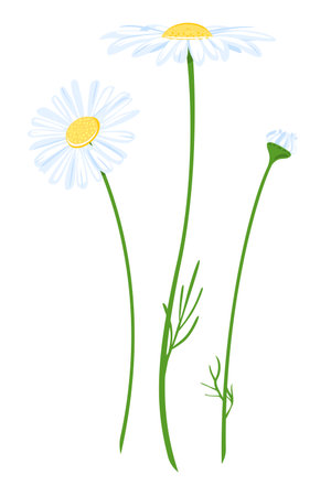 Chamomile flowers with bud at different stages of flowering isolated illustration, composition for bouquet of wildflowers, illustration of camomile flowerのイラスト素材