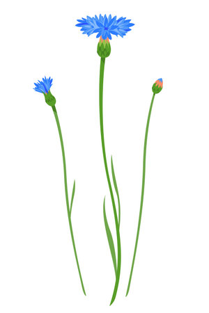 Cornflower flowers with bud at different stages of flowering isolated illustration, composition for bouquet of wildflowers, illustration of bachelors button flowerのイラスト素材