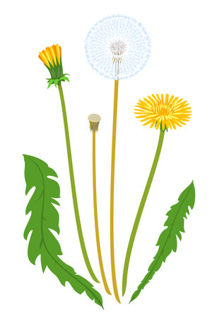Taraxacum flowers with bud at different stages of flowering isolated illustration, composition for bouquet of wildflowers, illustration of dandelions flowerのイラスト素材