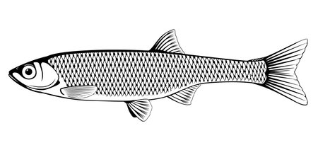 Realistic common bleak fish in black and white isolated illustration, one freshwater fish on side viewのイラスト素材
