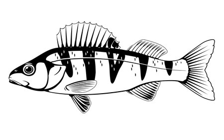 Realistic small perch fish in black and white isolated illustration, one freshwater fish on side viewのイラスト素材