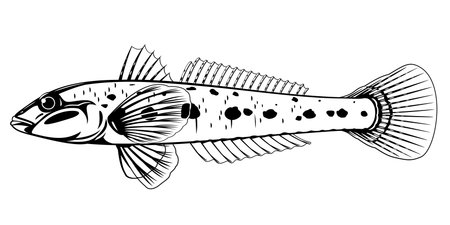 Realistic monkey goby fish in black and white isolated illustration, one small demersal fish on side view, small barbed bottom-dwelling fish, crucial commercial fishのイラスト素材