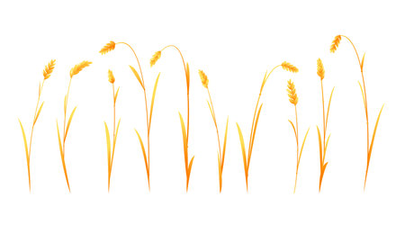 Set of wheat plant ripe on side view isolated, group of agriculture cultivated plant for create compositions, yellow ears of ripe wheat spikeletのイラスト素材