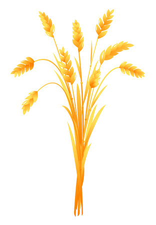 Ripe ears of wheat bunch vertical closeup isolated composition, group of agriculture cultivated plant, yellow ears of ripe wheat spikeletのイラスト素材