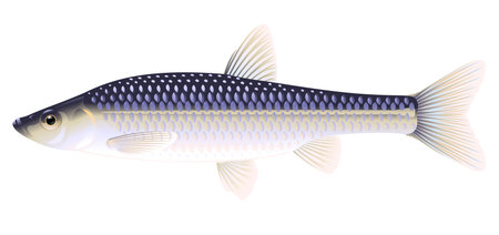 Realistic stone moroko fish isolated illustration, one small freshwater fish on side viewのイラスト素材