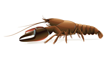 Realistic signal crayfish isolated illustration, one big freshwater North American crayfish on side view, Europe invasive speciesのイラスト素材