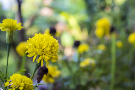 many marigoldの写真素材