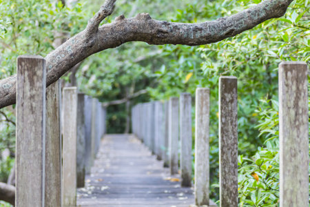 way in mangrove forestの写真素材