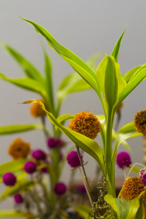 flowerの写真素材