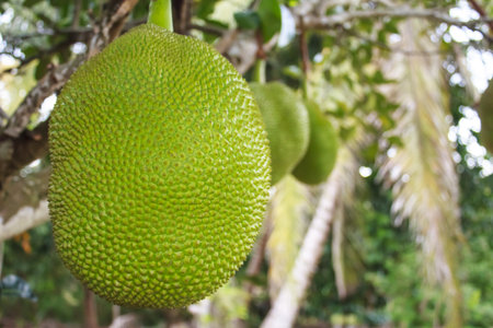 jackfruit