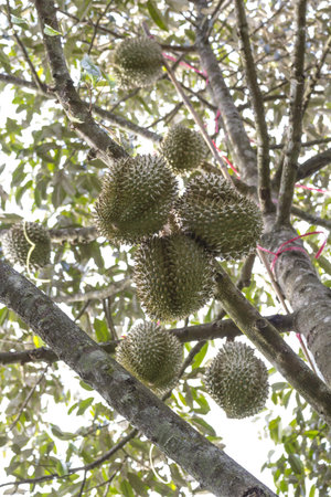 many Durian on this treeの写真素材