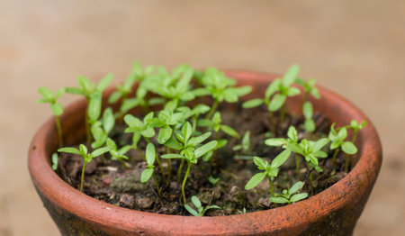 many sprout in flowerpot