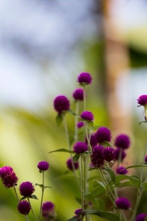many Globe amaranth in gardenの写真素材