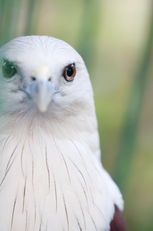 Eagle eyesの写真素材