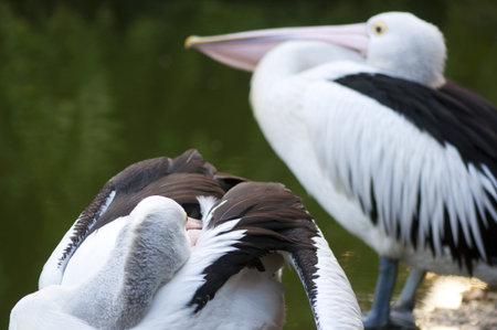 Pelicansの写真素材