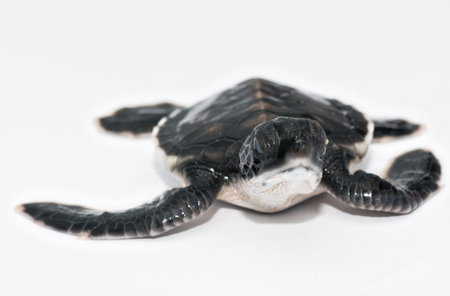 Little Sea turtleの写真素材