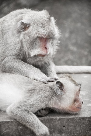 Monkeys carching fleas