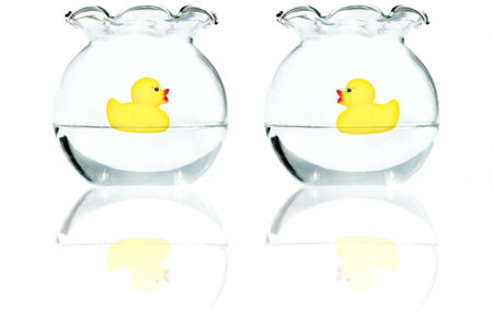 Duckies in aquariumの写真素材
