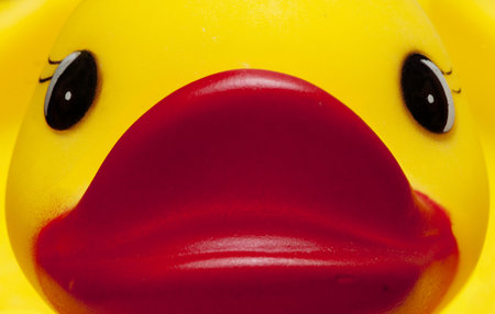 Duckie close-upの写真素材