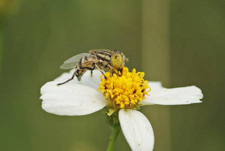 fly on a flower の写真素材