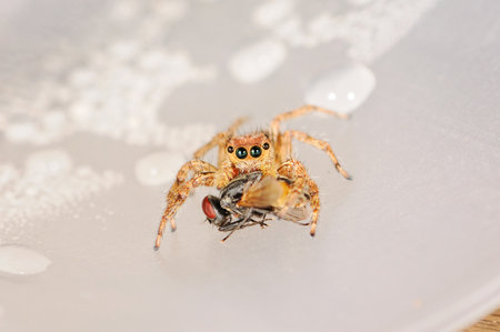 spider eating a fly の写真素材