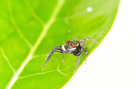 jumping spider on a leaf の写真素材