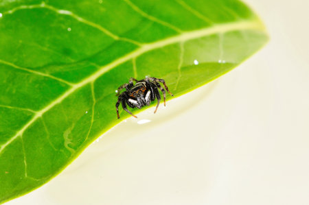 jumping spider on a leaf の写真素材