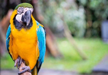 blue macawの写真素材