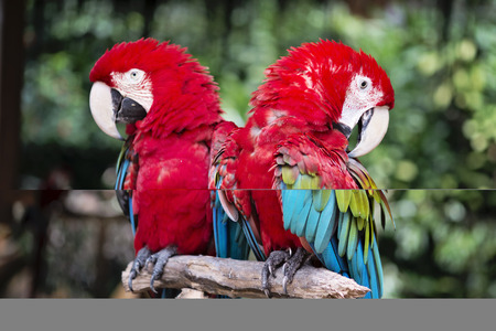 red macawsの写真素材