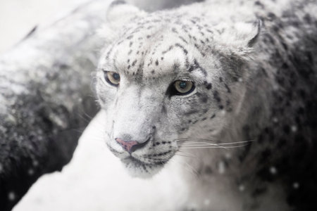 snow leopard