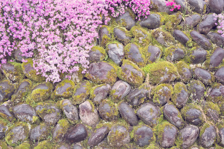 Flowers and the stone wall, Spring texturedの写真素材