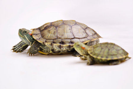 The Brazilian Red eared slider turtleの写真素材