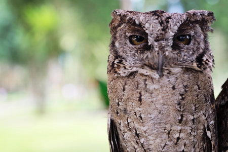 Owl on the stickの写真素材