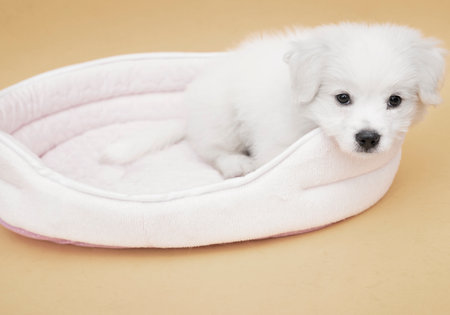 A Maltese puppy on its sleeping basket with orange basketの写真素材