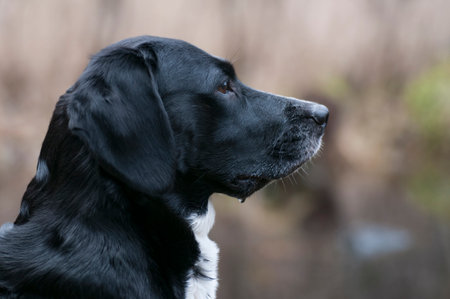 Dog guarding her territory.の写真素材