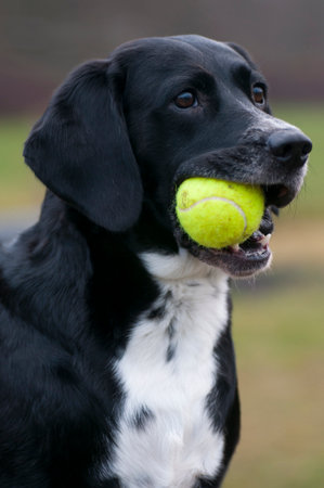 Mixed breed dog Lisa playing with a tennis ball.の写真素材
