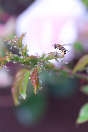 Fly on a rose leaf full of aphids.の写真素材